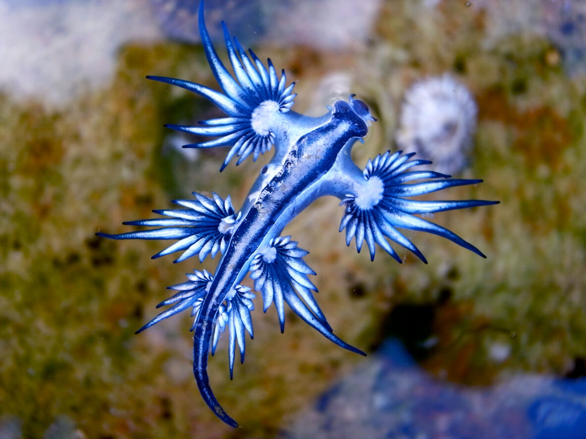 The glaucus atlanticus lives on the back